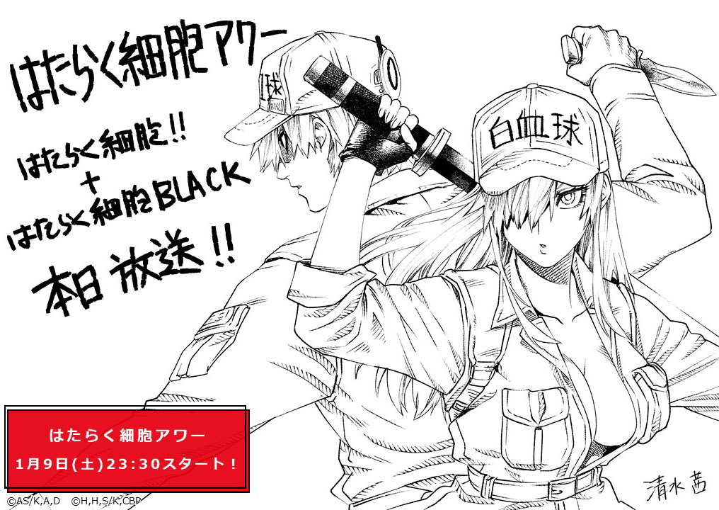 《工作細胞》&《工作細胞BLACK》官方的動畫播放倒數 1 日宣傳圖!
