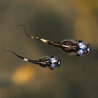 科多大王