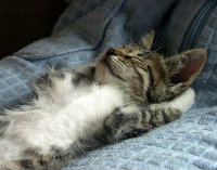 高城黔