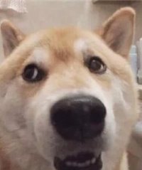 虫之虫之虫